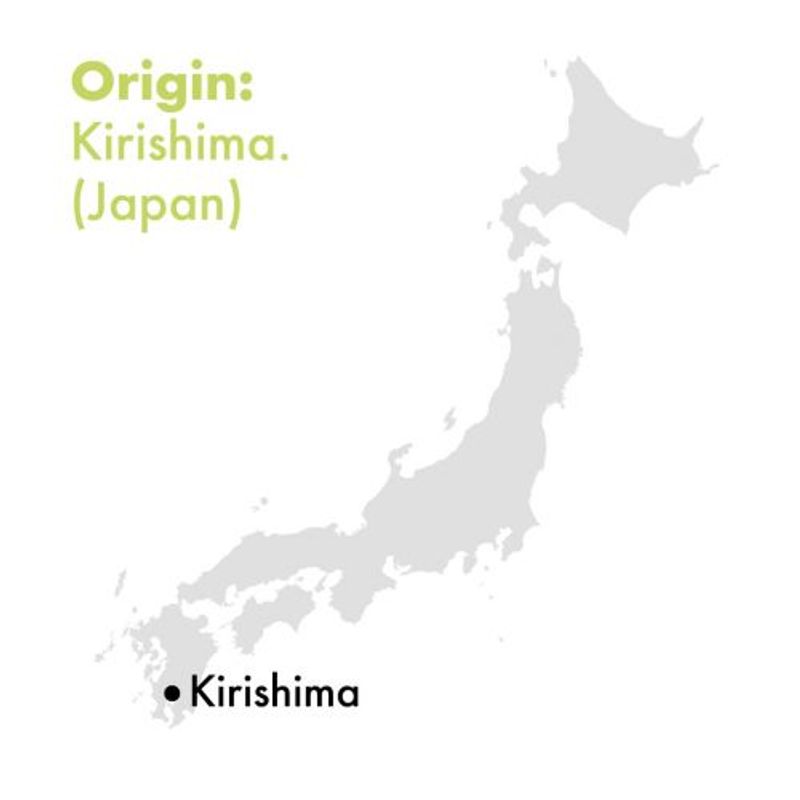 Matcha Ten Økologisk